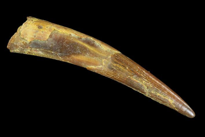 Pterosaur (Siroccopteryx) Tooth - Morocco #94133